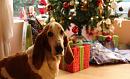 PetSmart Canada shares 12 festive holiday gifts under $50 for your pet 